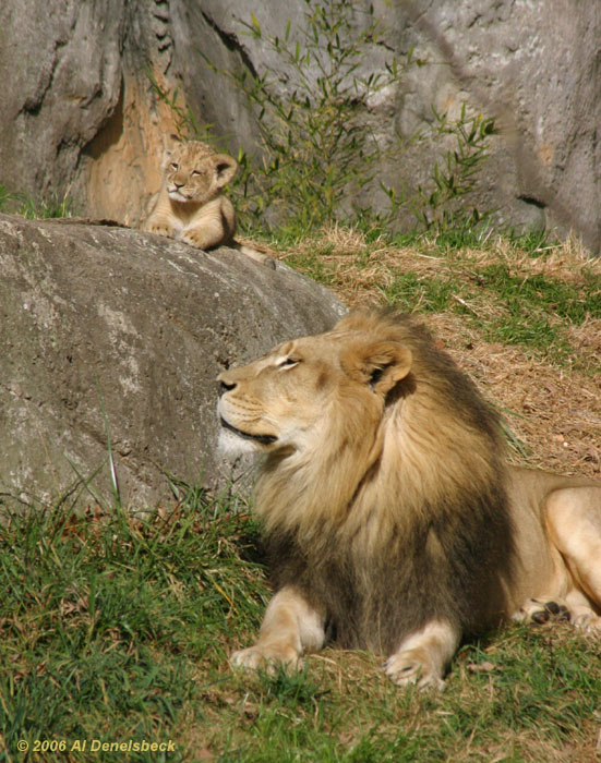 African lion Panthera leo male and cub