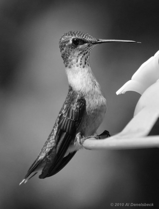 monochrome ruby-throated hummingbird Archilochus colubris