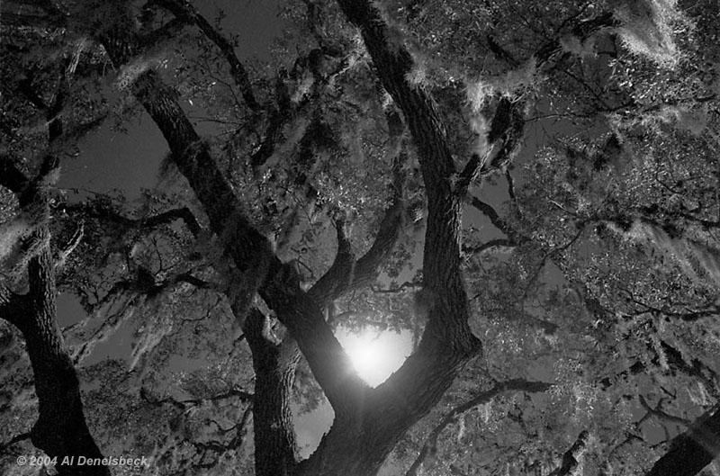 monochrome  spanish moss