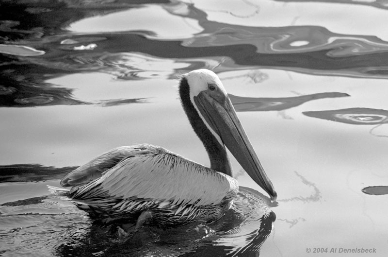 monochrome brown pelican Pelecanus occidentalis