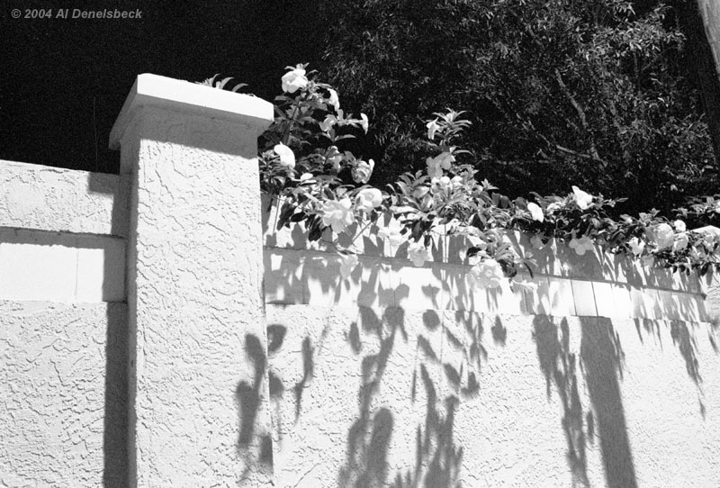 monochrome wallflowers