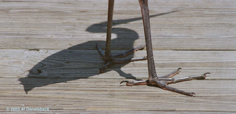 great blue heron Ardea herodias feet
