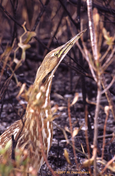 american bittern Botaurus lentiginosus