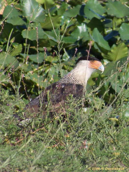 crested caracara Caracara cheriway