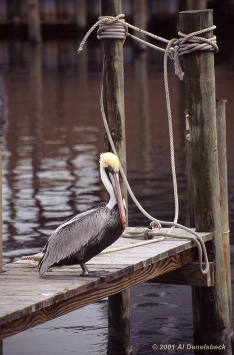 brown pelican Pelecanus occidentalis
