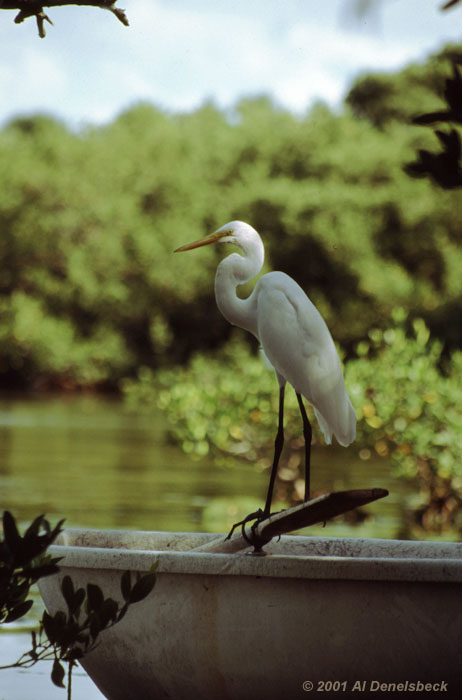Great egret Casmerodias albus rowboat