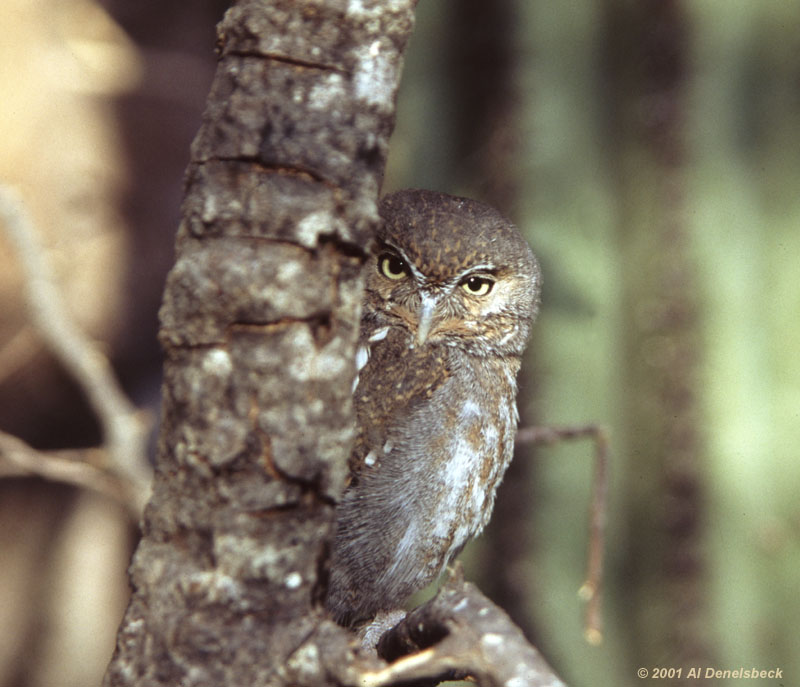 efl owl Micrathene whitneyi