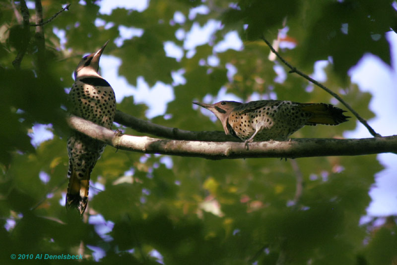 yellow-shafted northern flicker Colaptes auratus