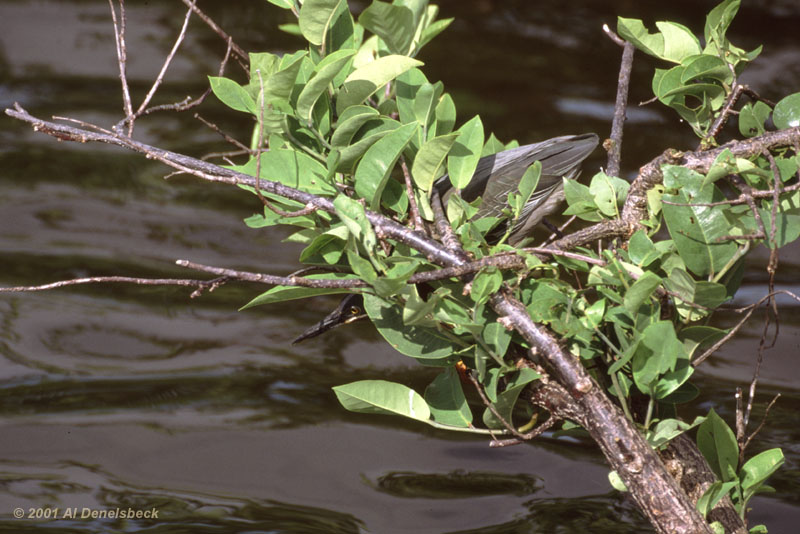 green heron Butorides virescens