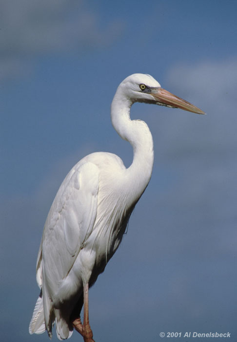 great white heron Ardea herodias occidentalis