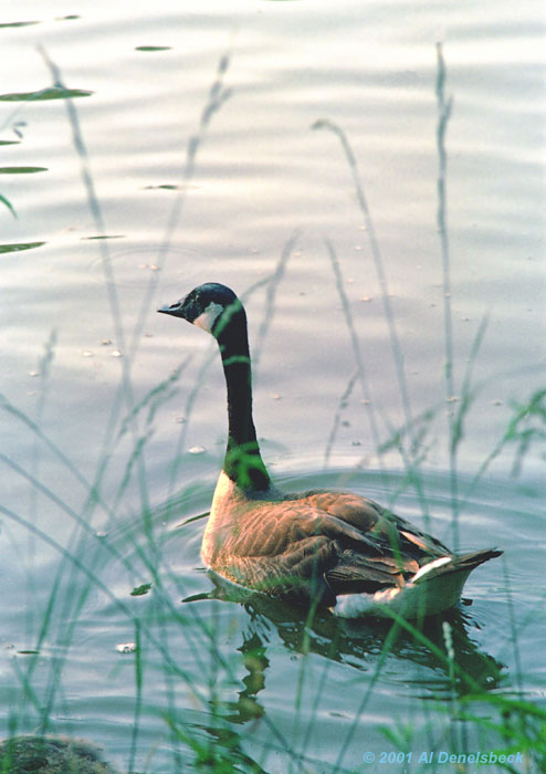 Canada goose Branta canadensis