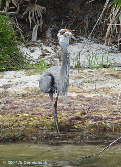 great blue heron Ardea herodias giant fish 4