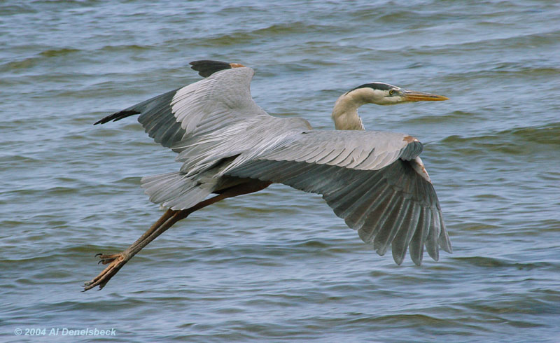 great blue heron Ardea herodias flight