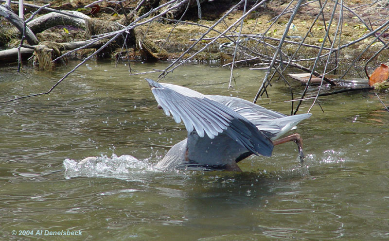 great blue heron Ardea herodias strike