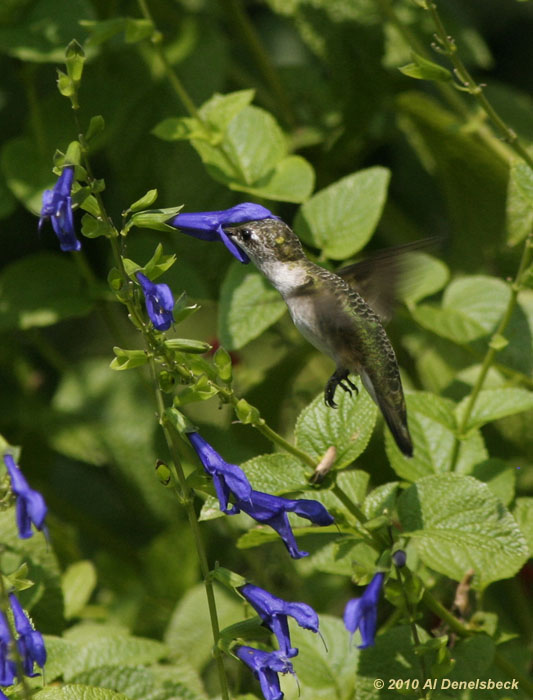 ruby-throated hummingbird Archilochus colubris feeding