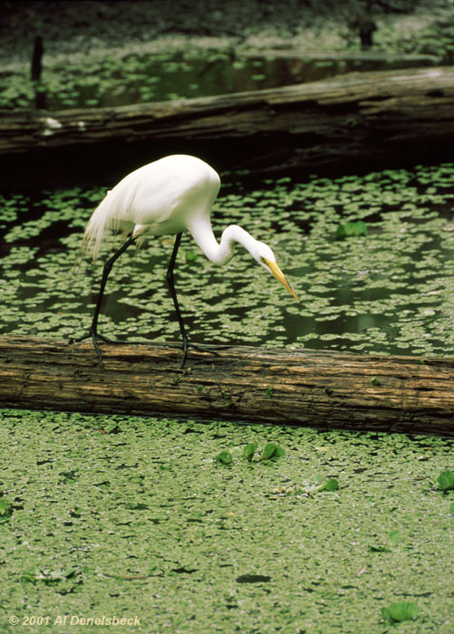 great egret Casmerodias albus hunting