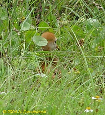 sandhill crane Grus canadensis chick