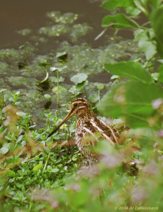common snipe Capella gallinago