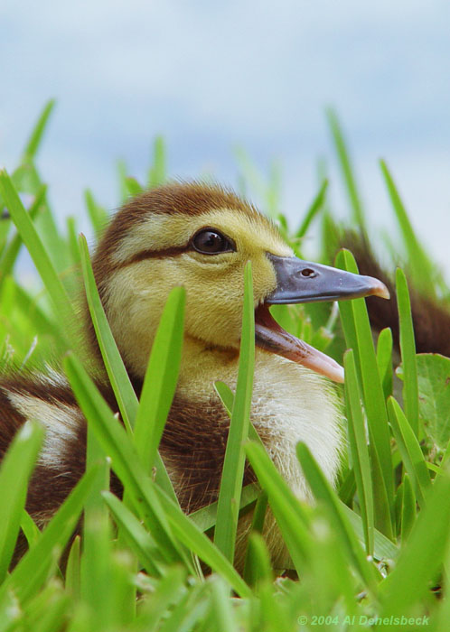 muscovy duckling