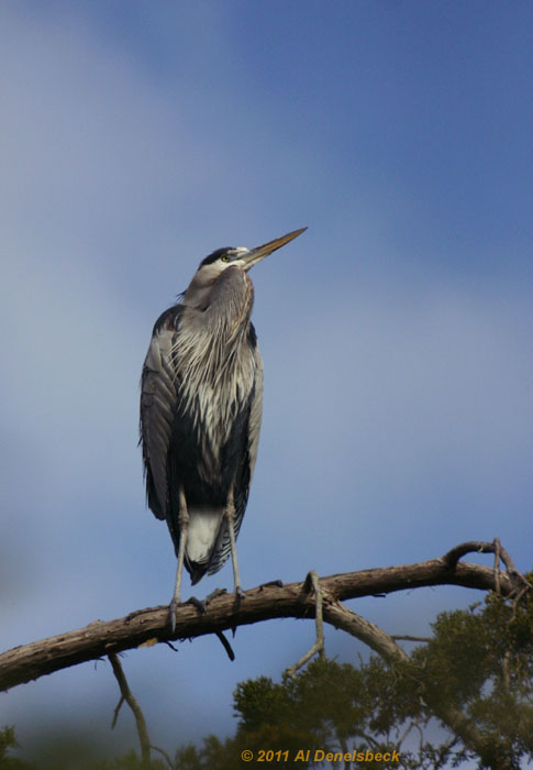 great blue heron Ardea herodias treetop