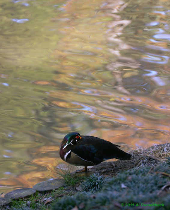 wood duck Aix sponsa