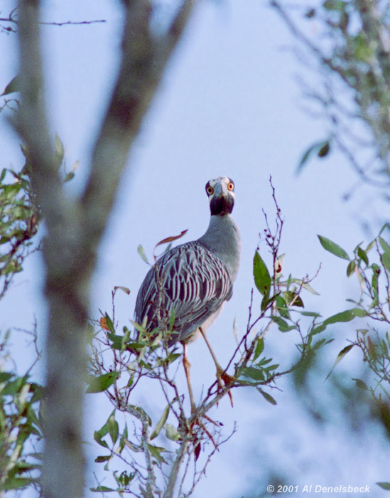 yellow-crowned night heron Nyctanassa violacea