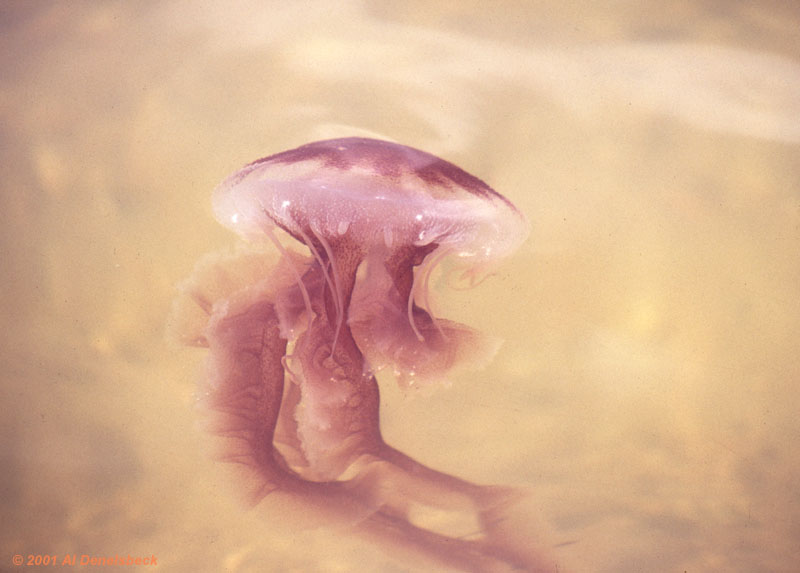 red jellyfish