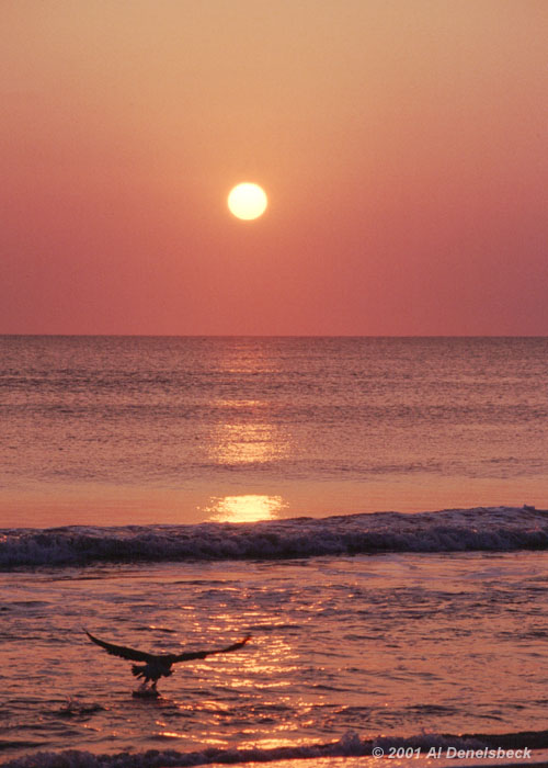 seagull sunrise
