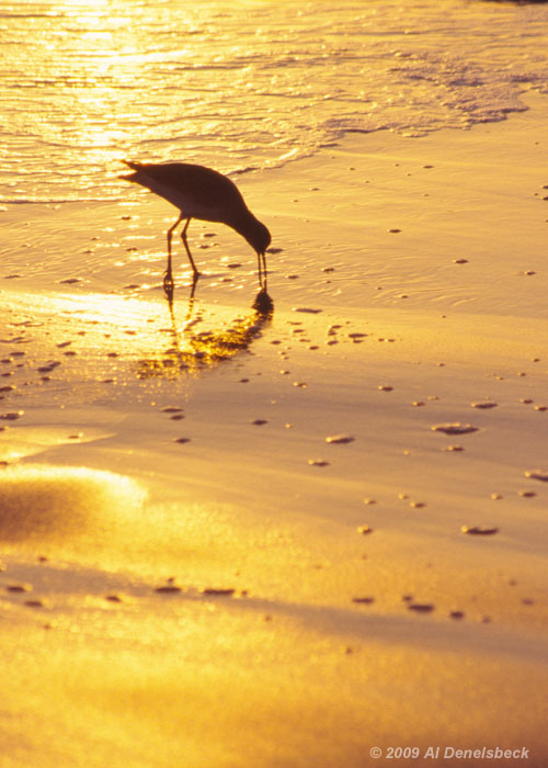 sandpiper silhouette