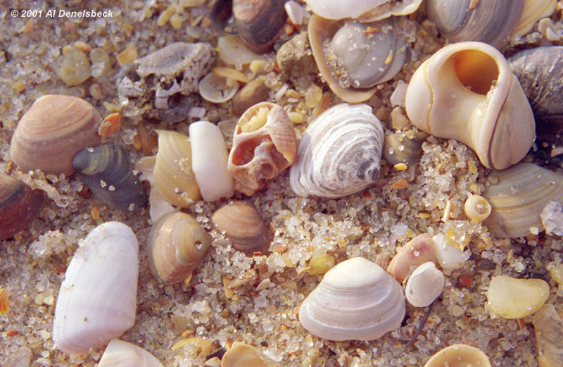 macro seashells
