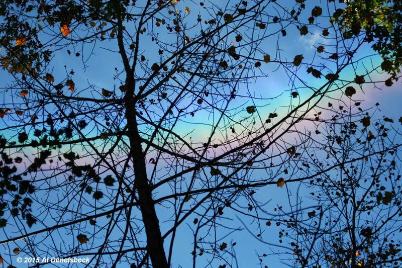 circumzenithal arc through leaves