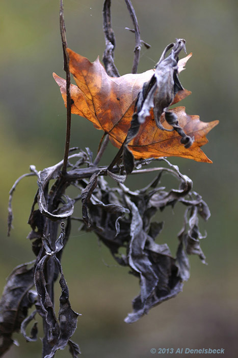 rust against black