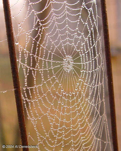 dew web