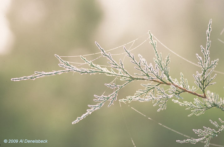 cedar dew
