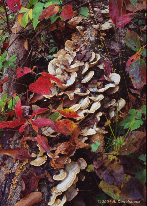 fungus stump