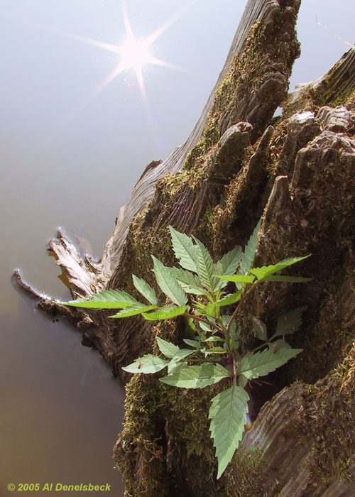 jordan lake sunburst reflection