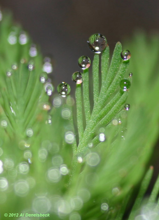 water drops on water plant