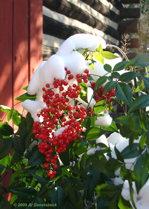 red berries snow