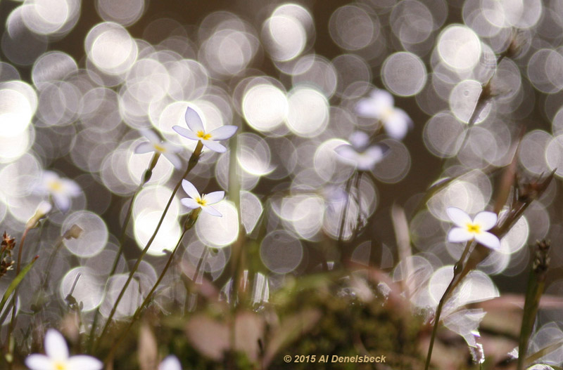 bluets Houstonia caerulea and spots