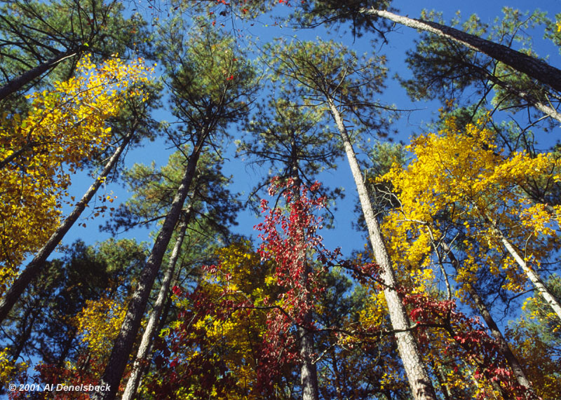 duke forest autumn