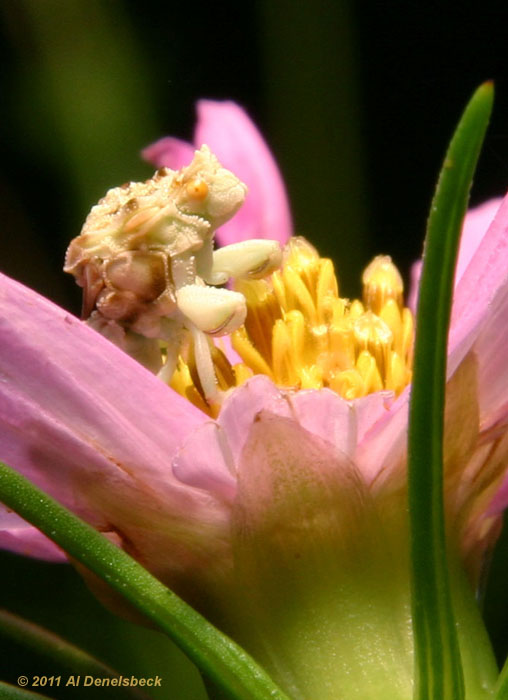 jagged ambush bug Phymata portrait