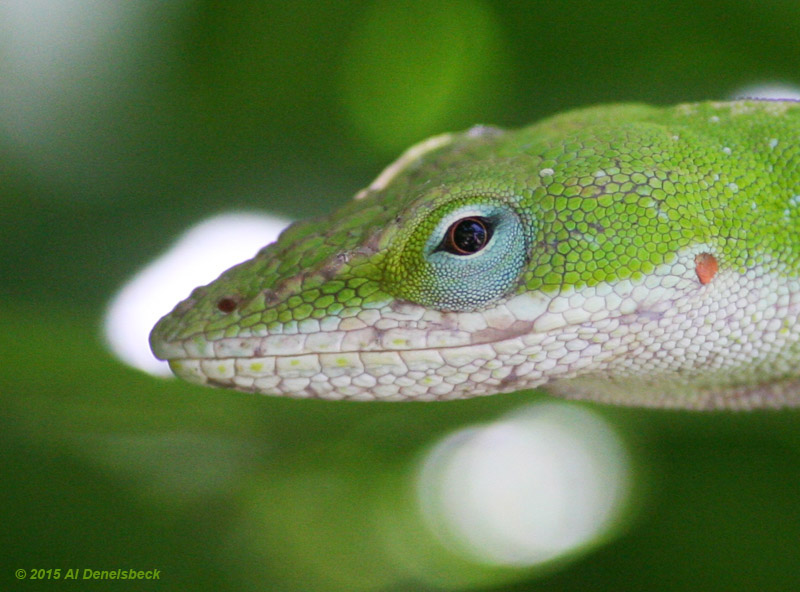 Carolina anole Anolis carolinensis profile