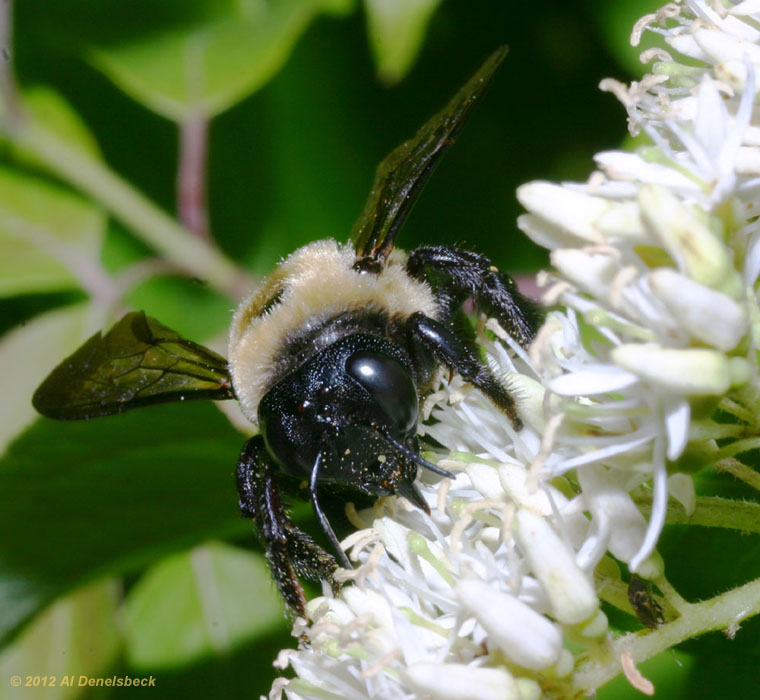 bumblebee face