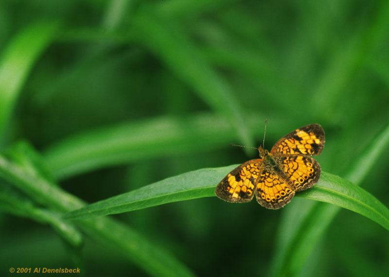 pearl crescent Phyciodes tharos