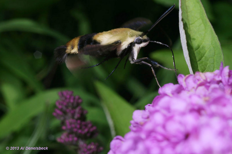 snowberry clearwing Hemaris diffinis moth feeding