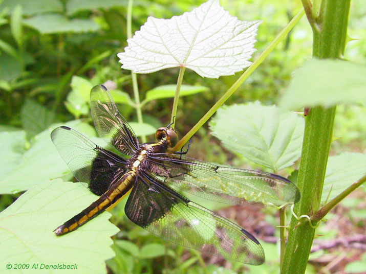 widow skimmer dragonfly Libellula luctuosa