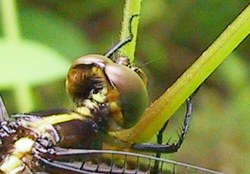 dragonfly closeup