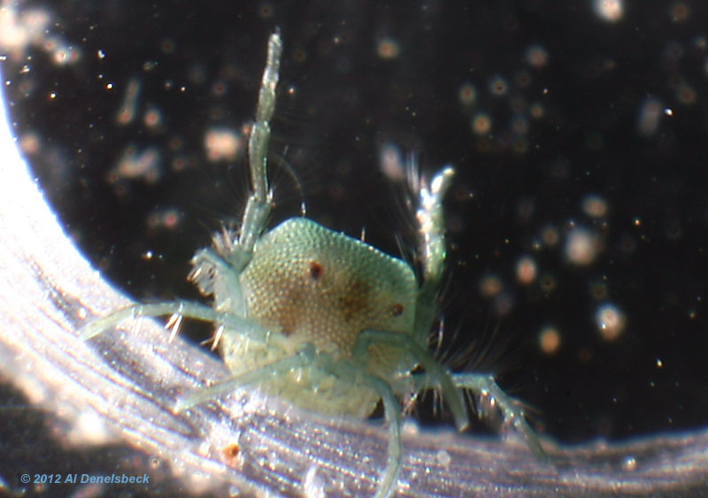 arrenurus