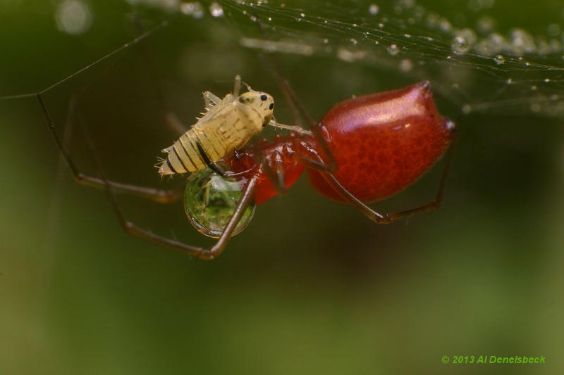 Florinda coccinea prey