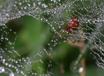 Florinda coccinea in web